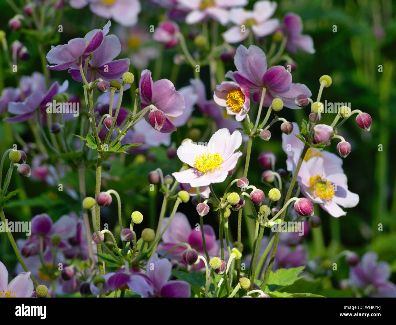 Pink Japanese anemone (Anemone hupehensis) flowers and seedheads basking in the late afternoon summer sun, Ottawa, Ontario, Canada. Stock Photo