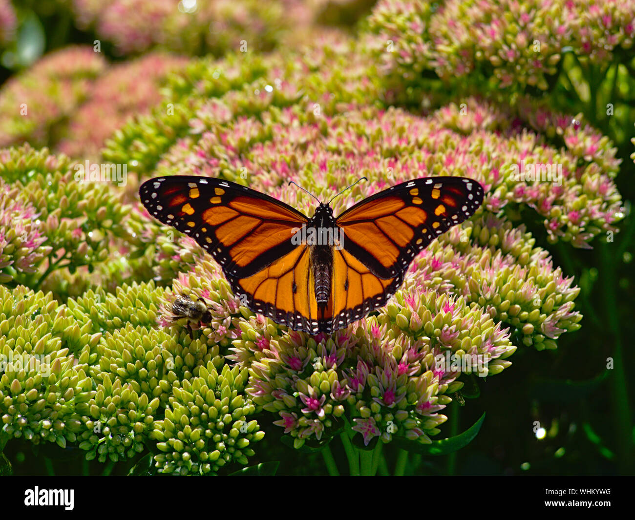 Monarch butterfly (Danaus plexippus) on the dense, nectar rich flower head of an Autumn Joy (Hylotelephium herbstsfreude), Ottawa, Ontario, Canada. Stock Photo