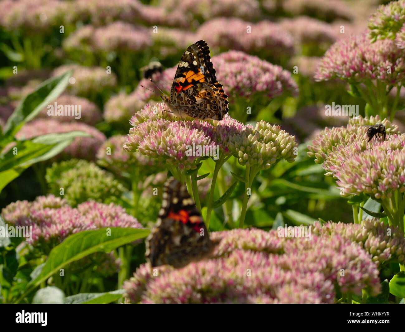 Painted lady (Vanessa cardui) butterfly on the dense, nectar rich flower head of an Autumn Joy (Hylotelephium herbstsfreude), Ottawa, Ontario, Canada. Stock Photo