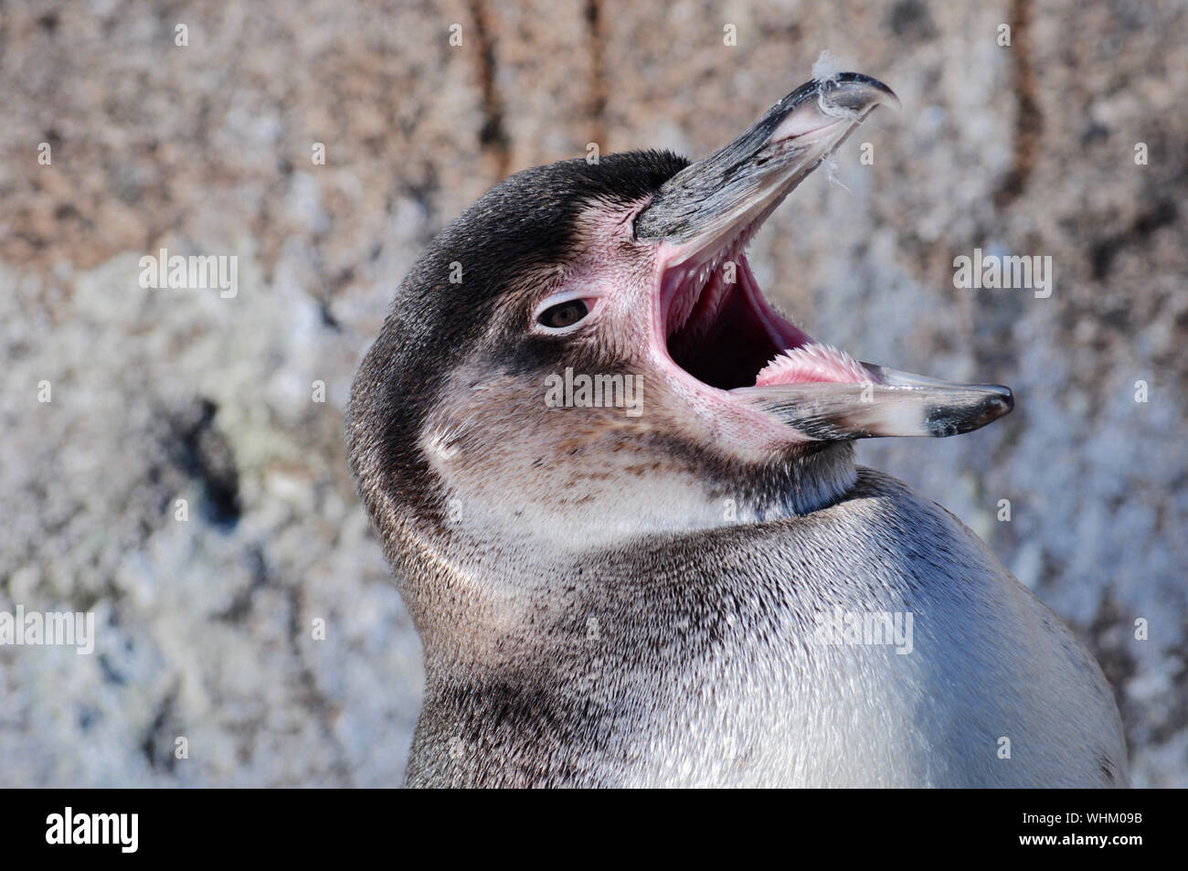 Angry penguin hi-res stock photography and images - Alamy