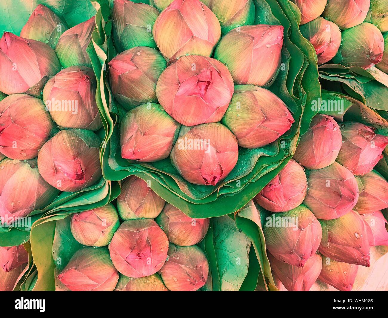 Lotus Flower Above High Resolution Stock Photography and Images - Alamy