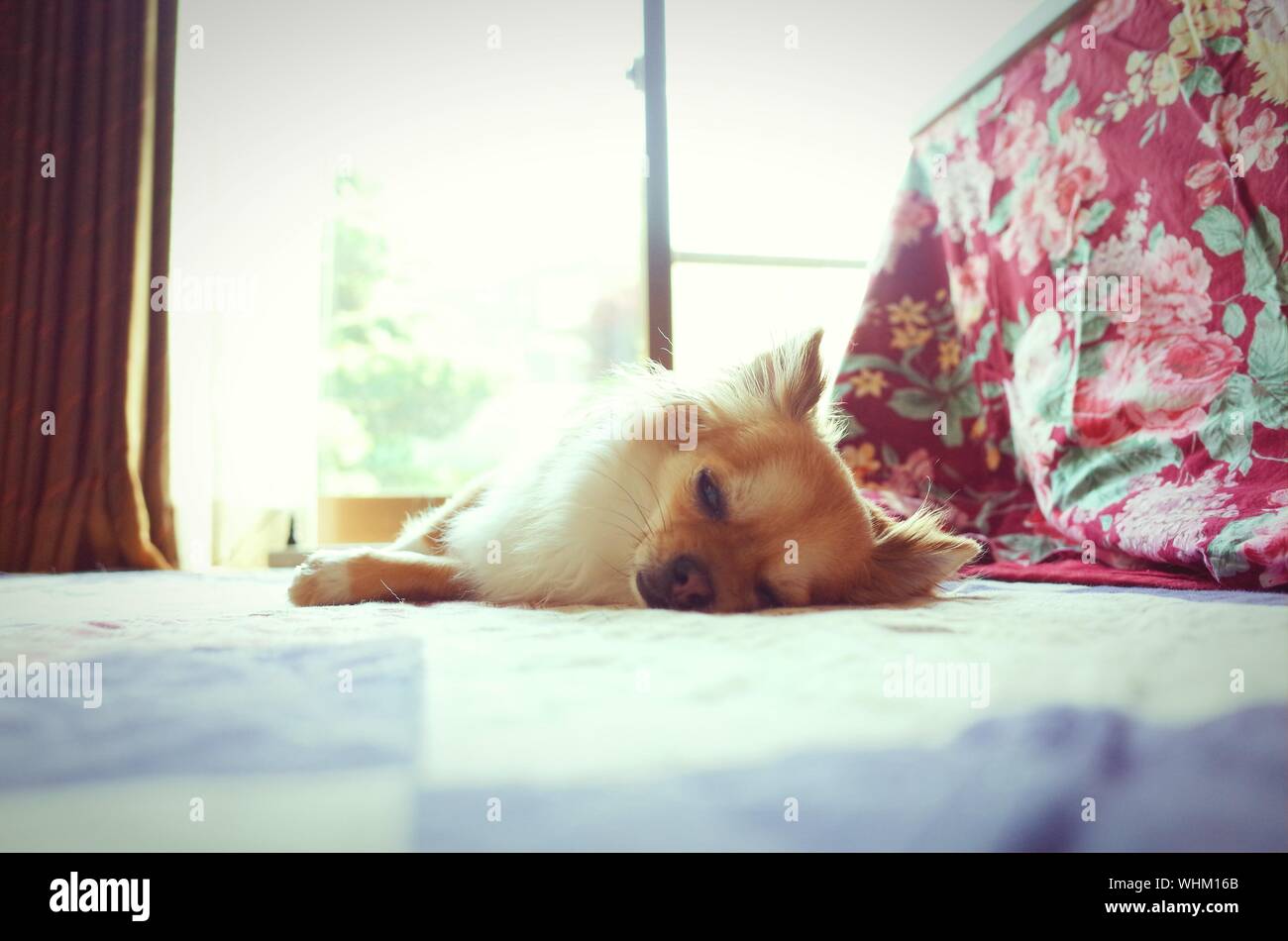 Dog Sleeping On Bed Stock Photo Alamy