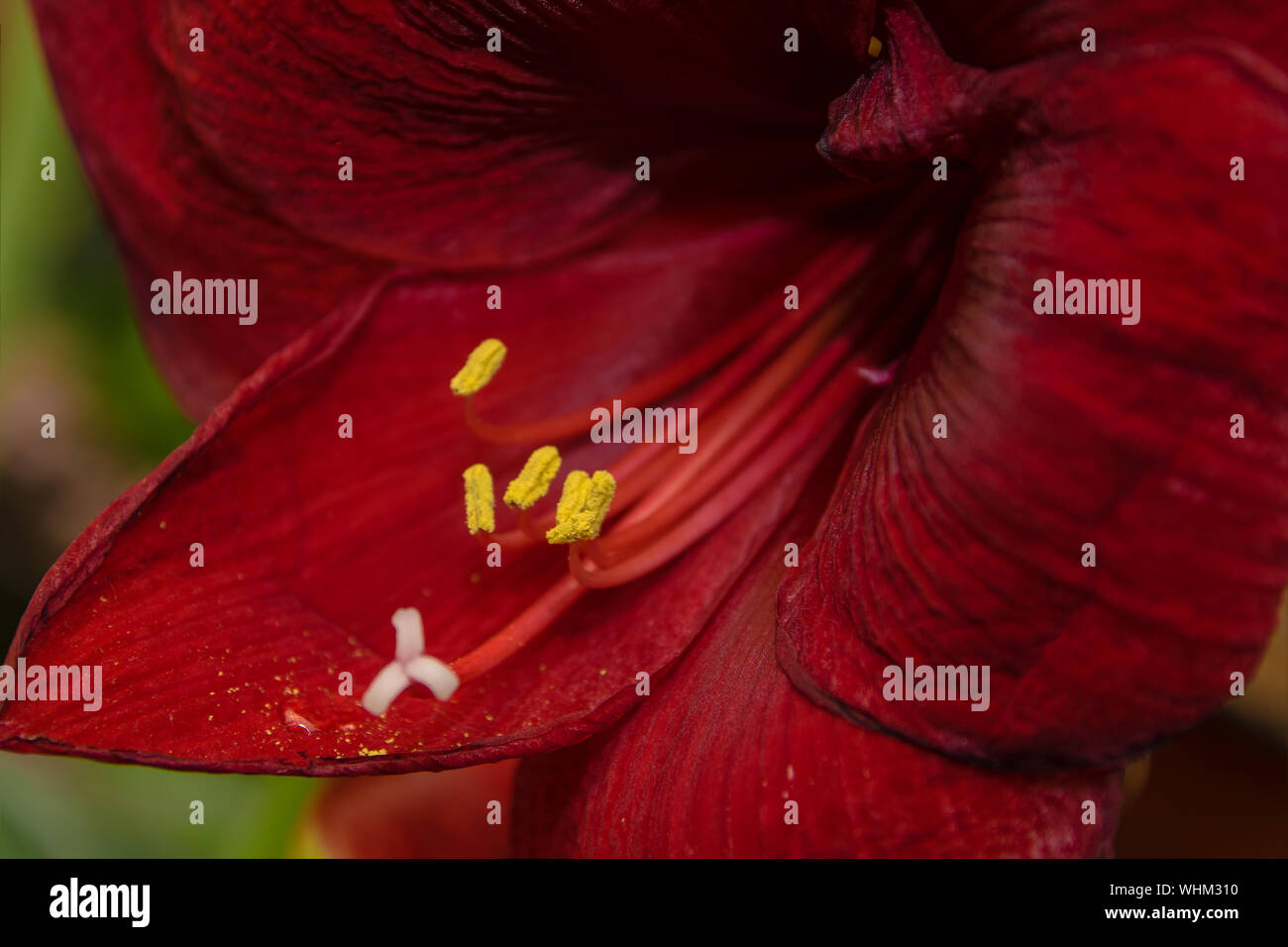 Close-up Of Red Amaryllis Blooming Outdoors Stock Photo
