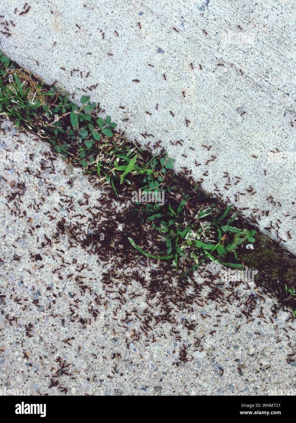 Colony Of Ants Transporting Leaves Stock Photo
