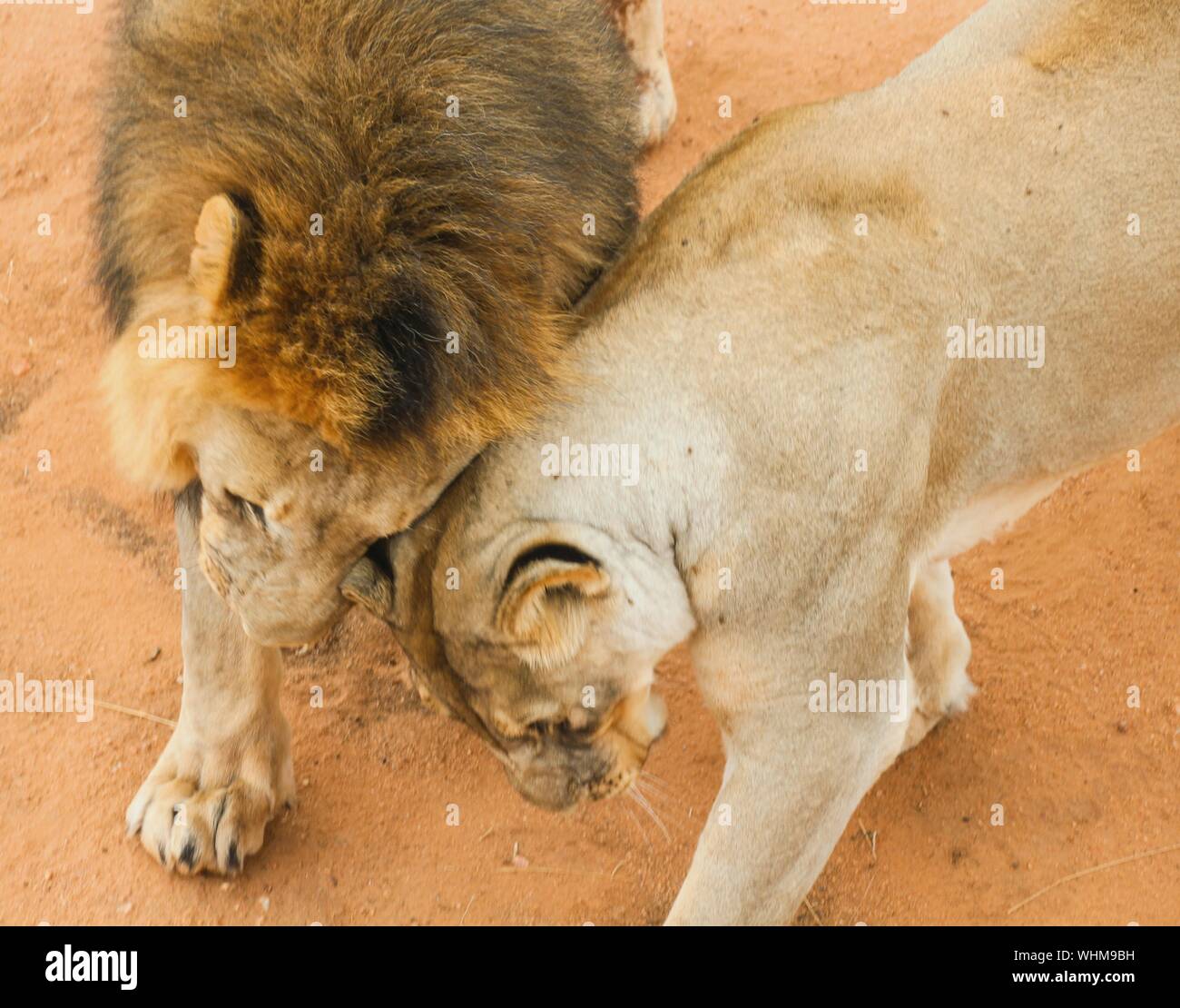High Angle View Of Lions Playing At Zoo Stock Photo