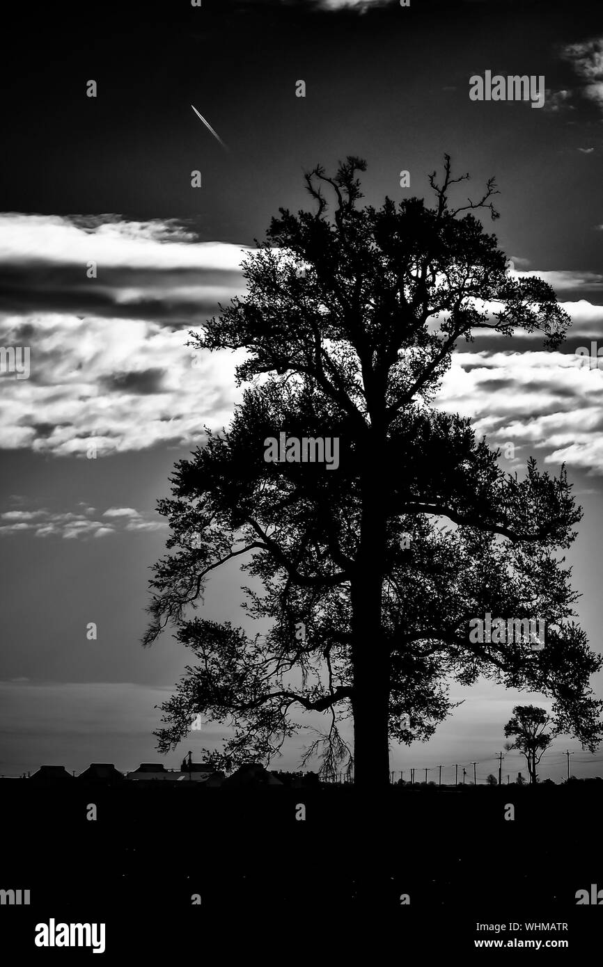 Silhouette trees sunset sunset Black and White Stock Photos & Images ...