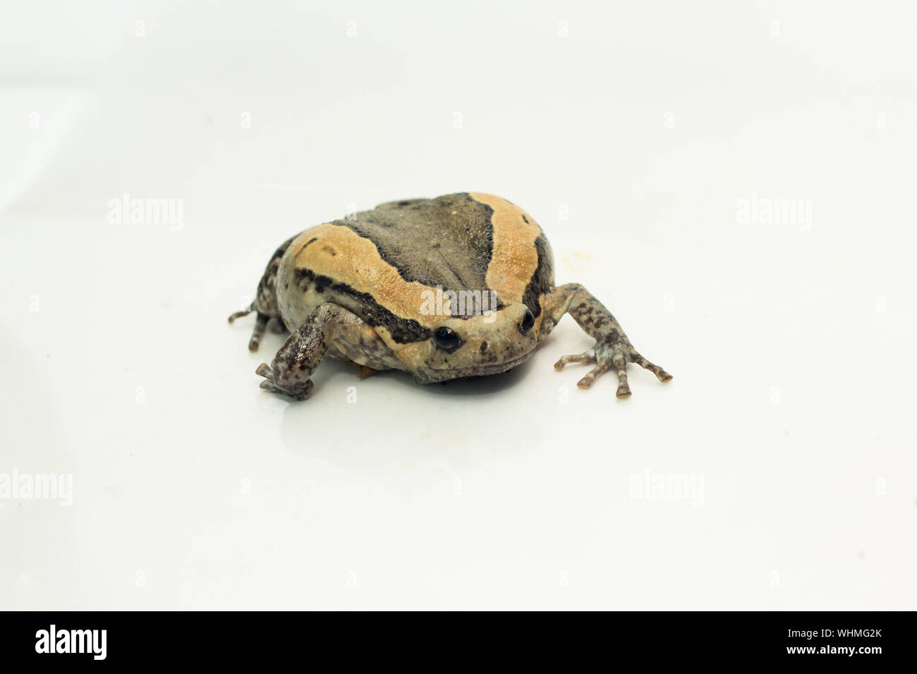 Close-up Of Bullfrog On White Background Stock Photo