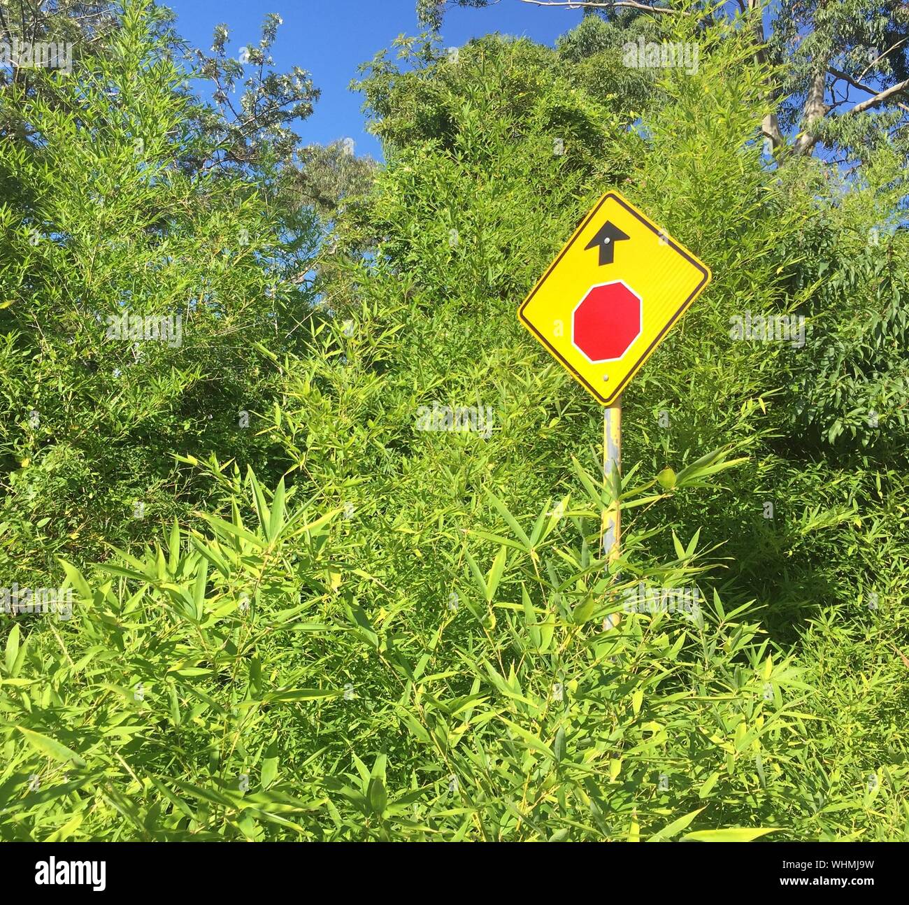 Stop bush hires stock photography and images Alamy