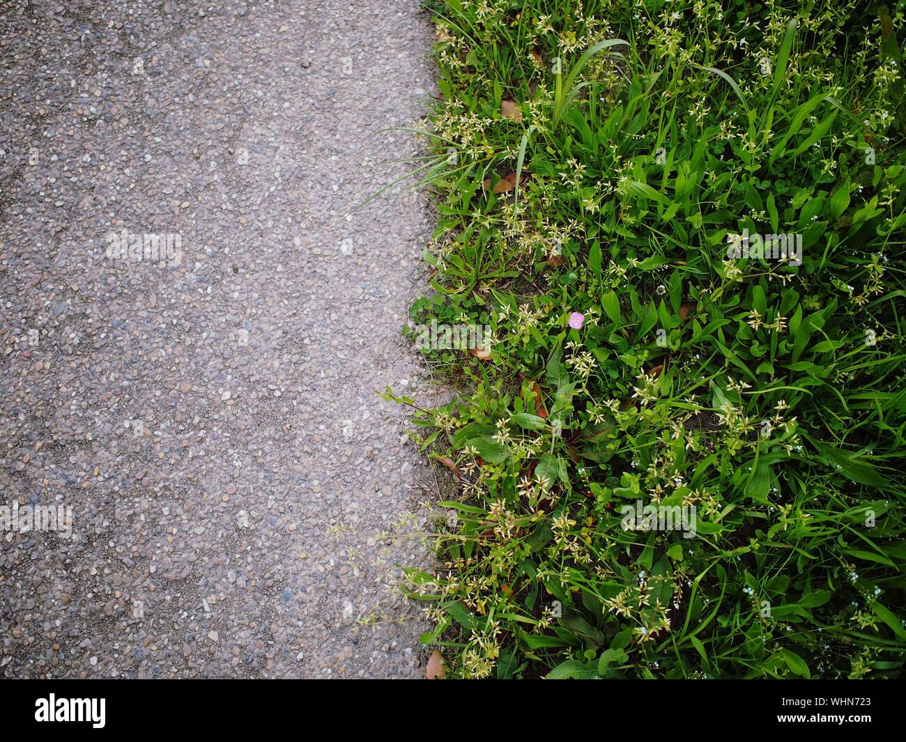 Plants growing in grass hi-res stock photography and images - Alamy