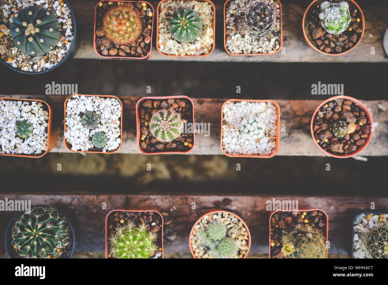 Directly Above Shot Of Succulent Plants Arranged On Wooden Planks Stock Photo