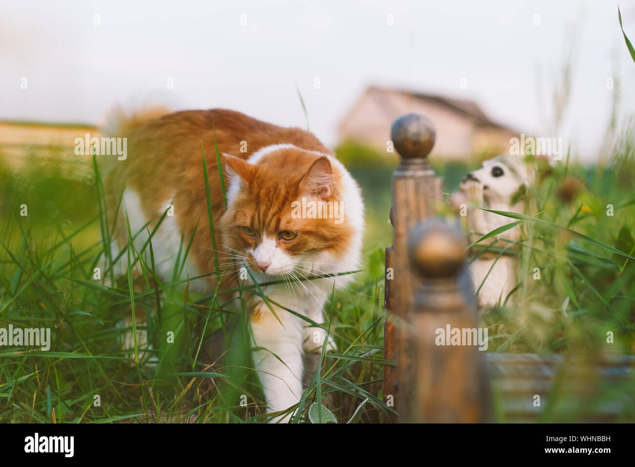 Close-up Of Cat Prowling Through Garden Stock Photo