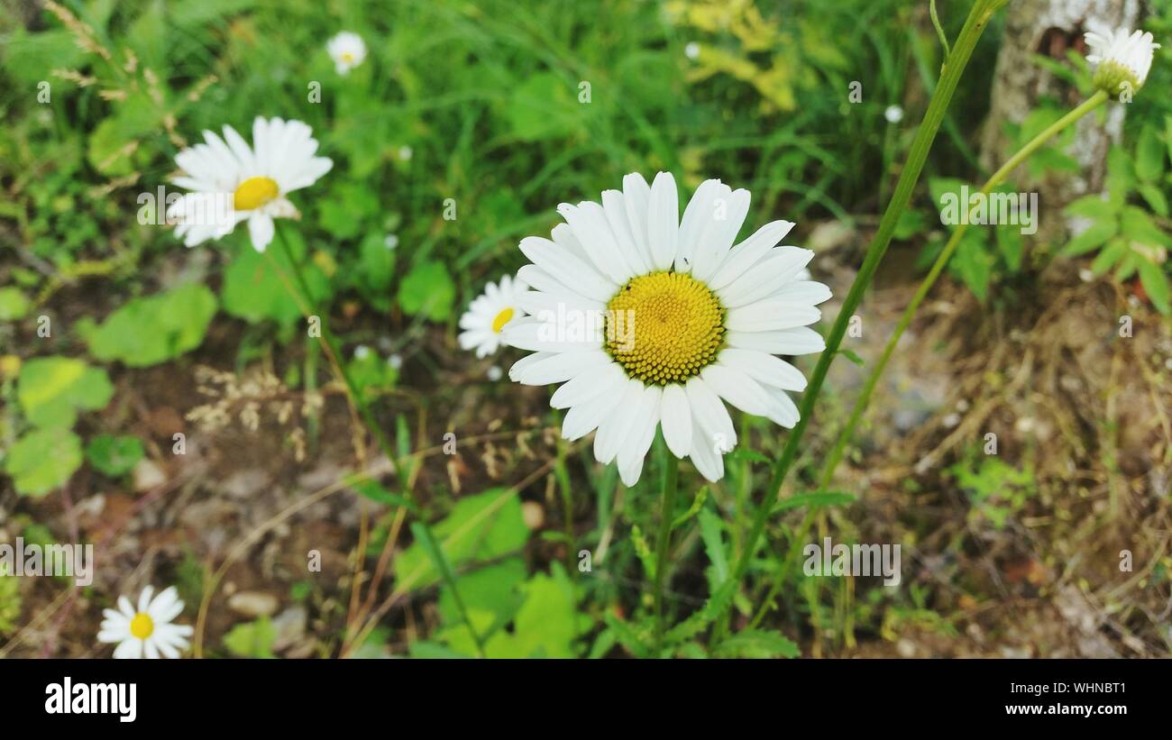 Close-up Of White Daisy Flowers Stock Photo