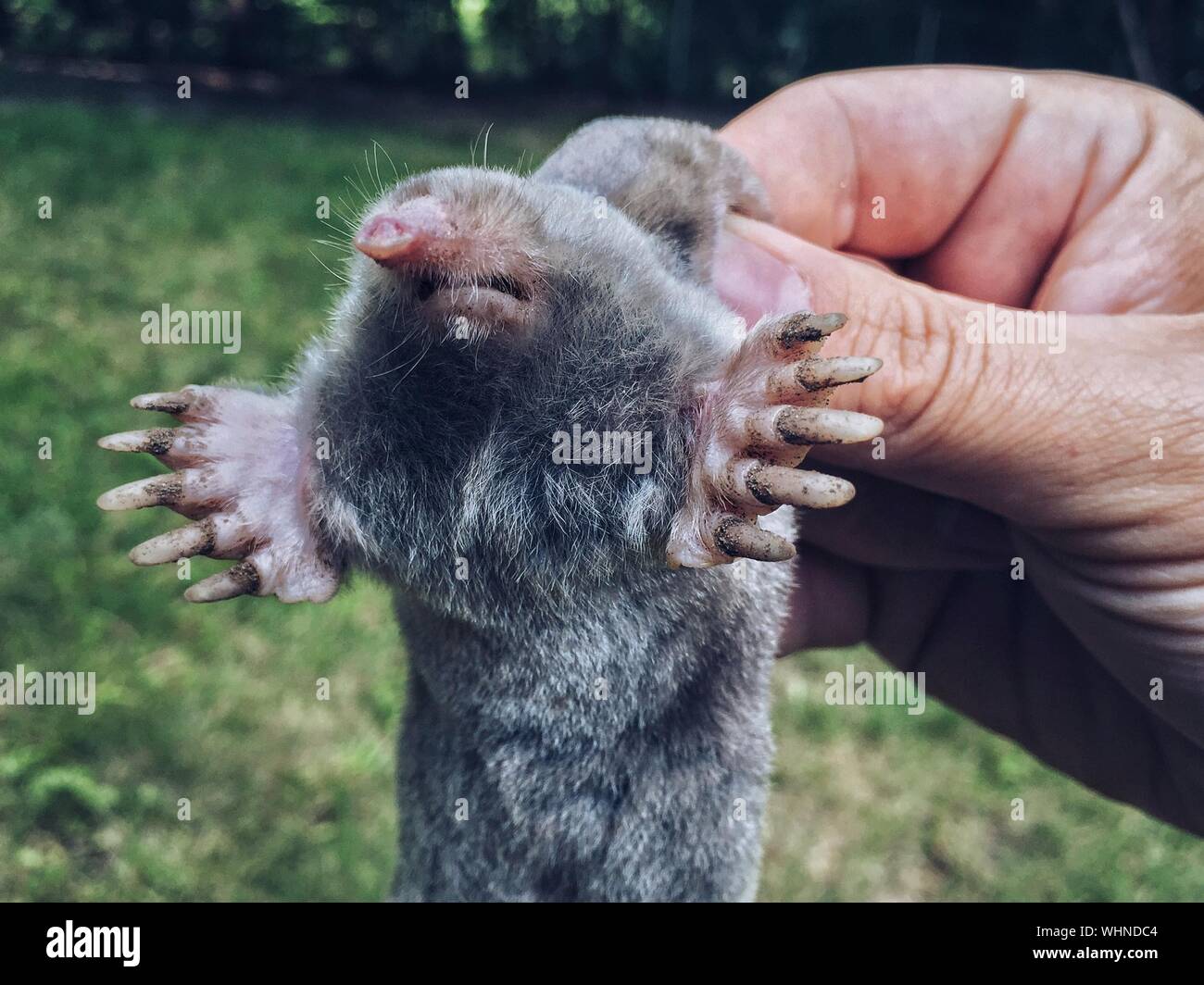 Mole animal hand hires stock photography and images Alamy