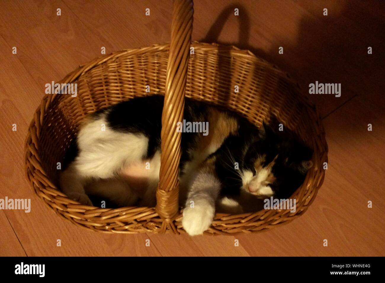 Cat Sleeping In Basket Stock Photo Alamy