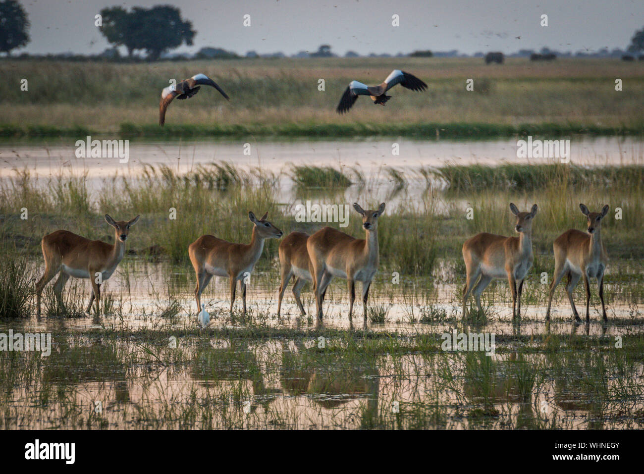 Birds Flying Over Deer Standing In Marsh Stock Photo