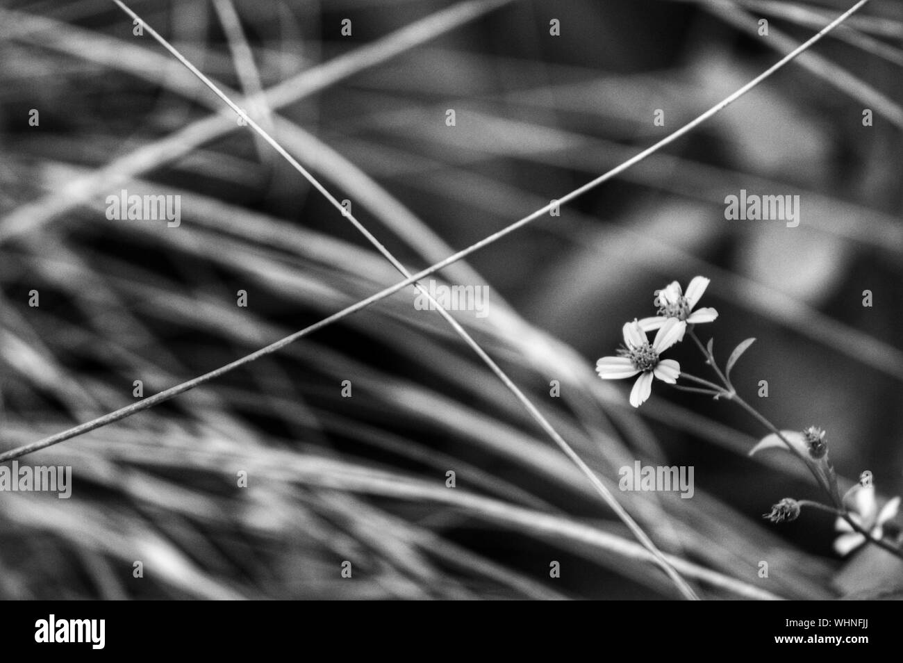 Closeup Of Wildflower Growing With Grass Stock Photo Alamy