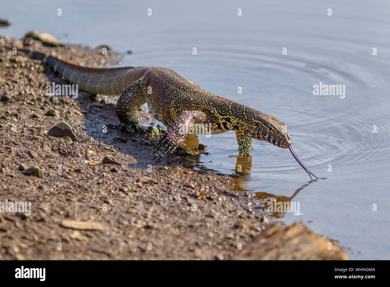 Water monitor (Varanus niloticus) on water edge in Kruger national park South Africa Stock Photo
