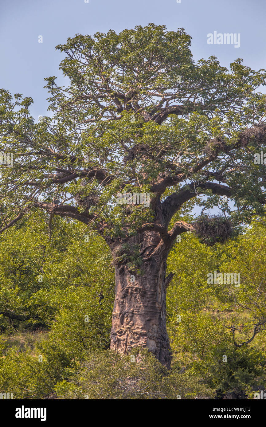 Baobab tree (Adansonia digitata) close up in bushveld shrub area in Kruger national park South Africa Stock Photo