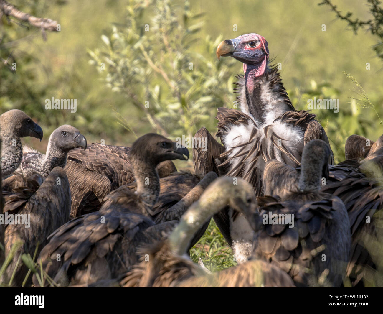 Lappet-faced vulture (Torgos tracheliotus) with pink head dominating White-backed vultures (Gyps africanus) at cadaver in Kruger national park South A Stock Photo