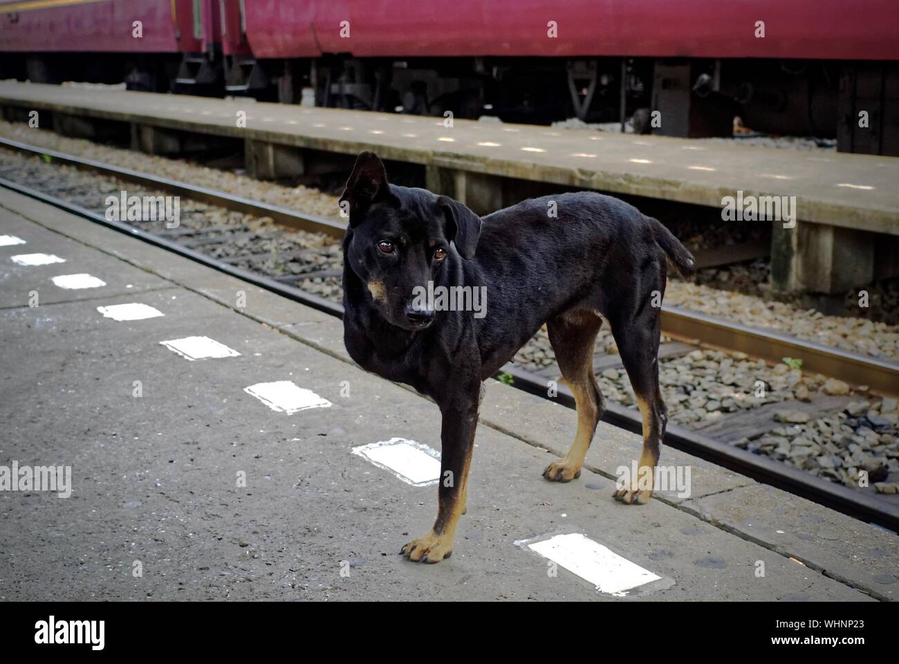 Physically Impaired Dog Standing At Railroad Station Platform Stock Photo