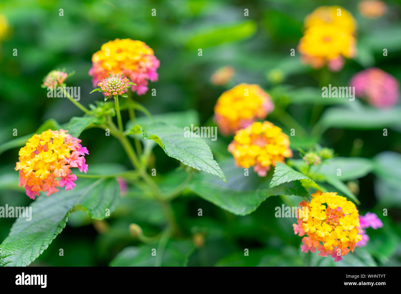 Close-Up of Clustered Lantana Camara Flowers. Stock Photo