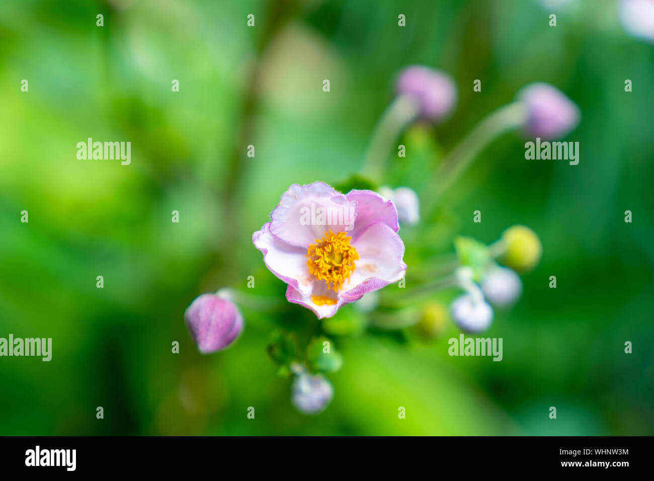 Close-up of Purple Japanese Anemone Flowers. Stock Photo