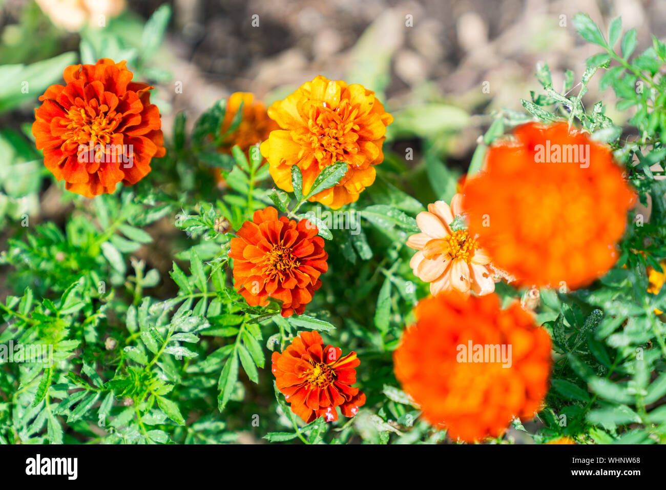 Close-up Marigold Flowers with Vivid Orange and Red Colors. Stock Photo