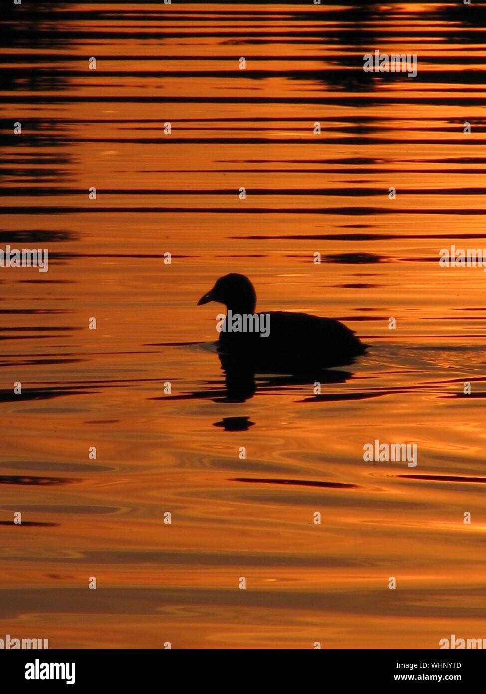 Duck sunset water silhouette hi-res stock photography and images - Alamy