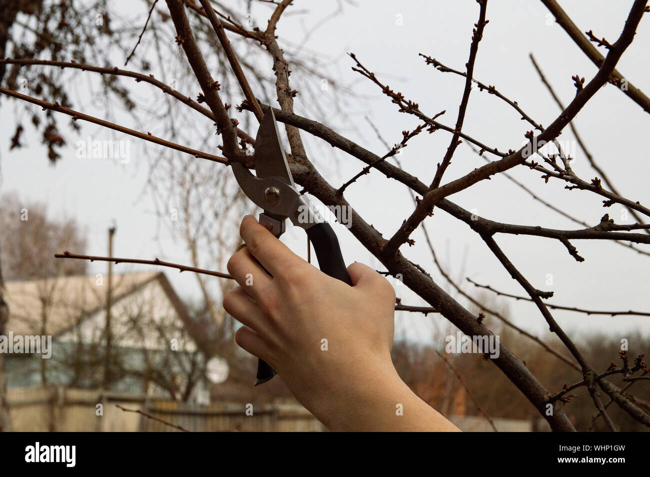 pruning trees in the garden - man's hand with shears while working Stock Photo