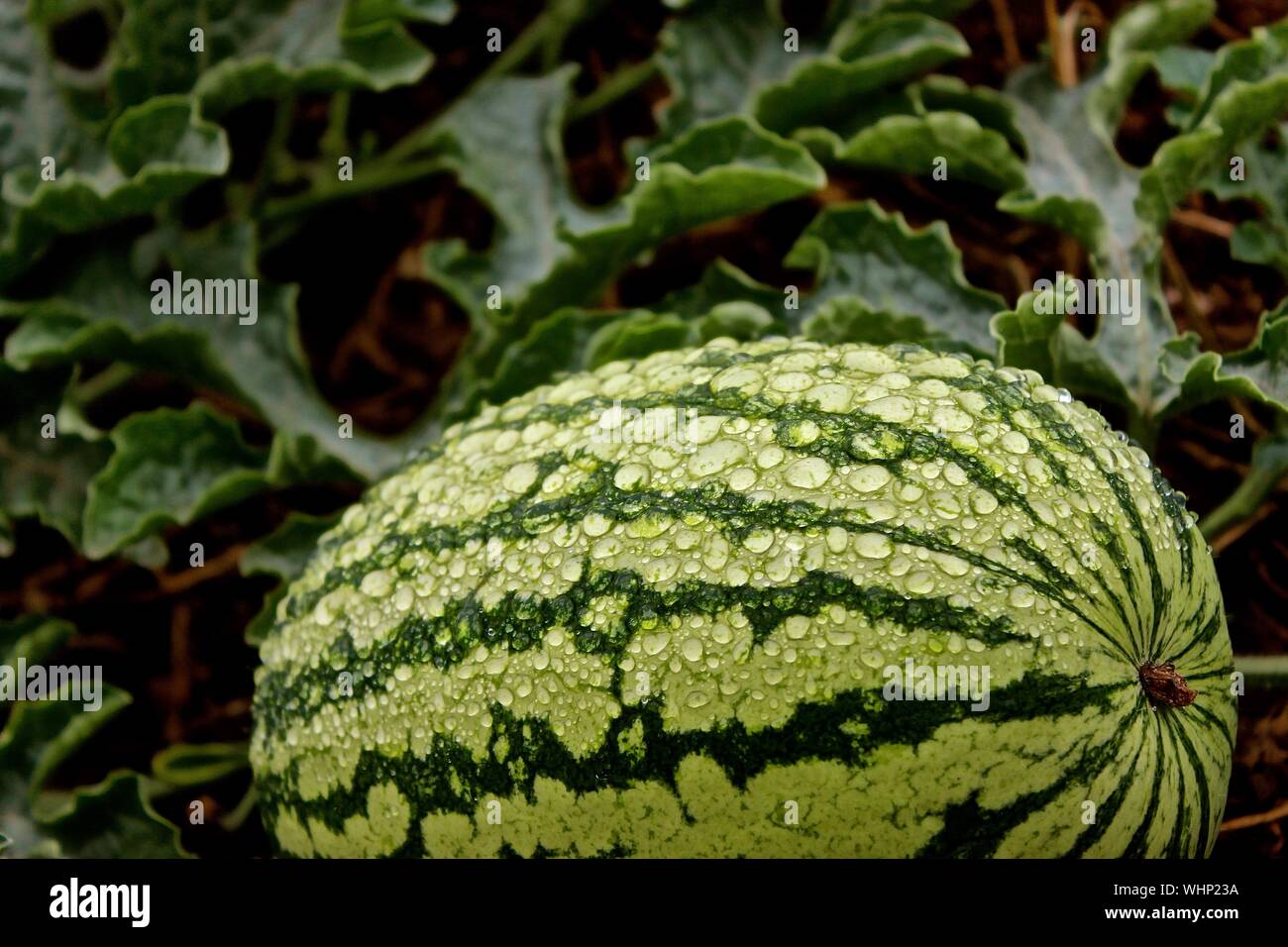 Close-up Of Waterdrops On Watermelon Stock Photo