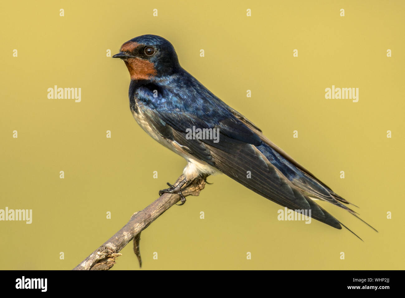 European Barn Swallow Hirundo Rustica Perched On Stick With