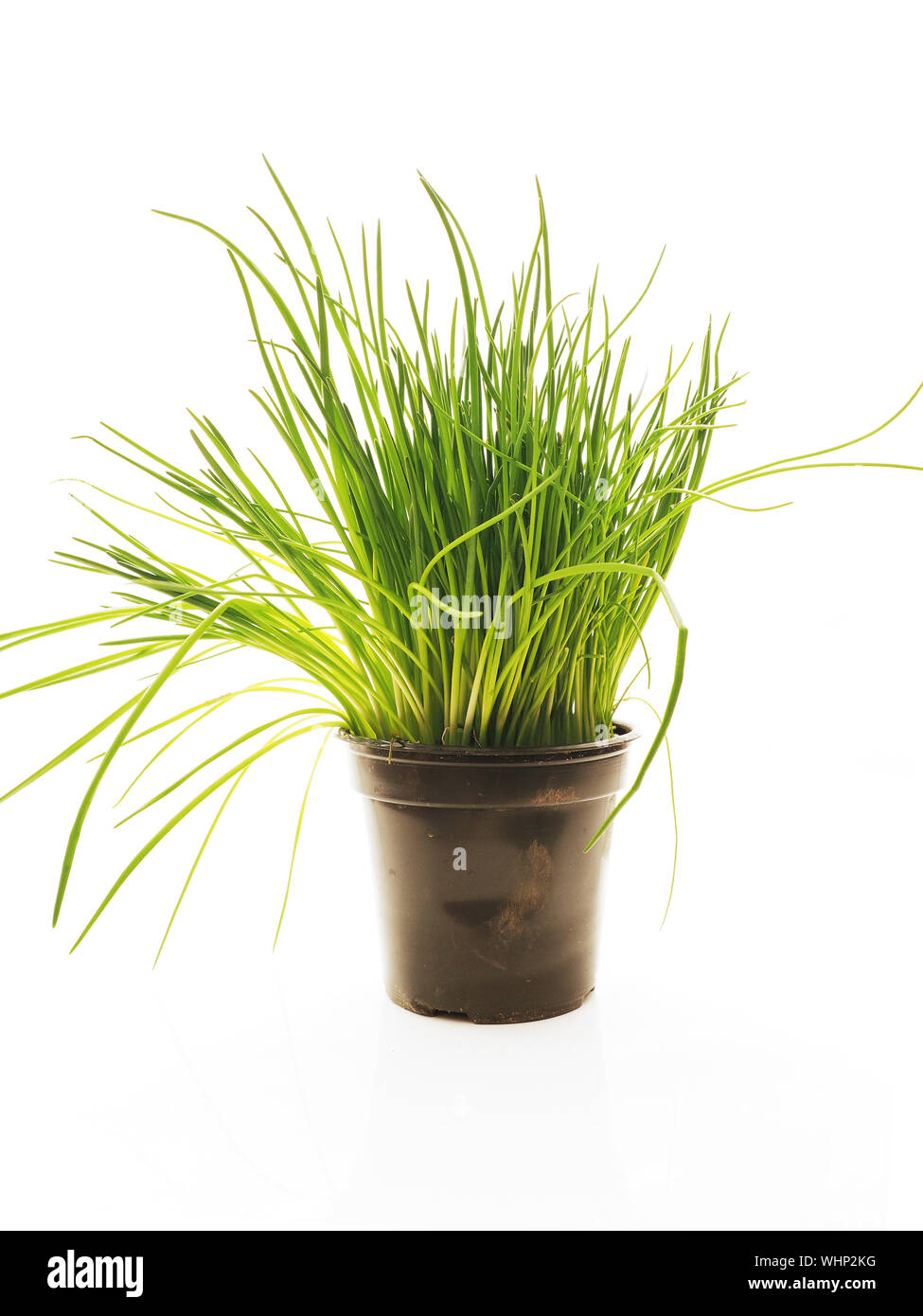 Close-up Of Potted Plant Over White Background Stock Photo