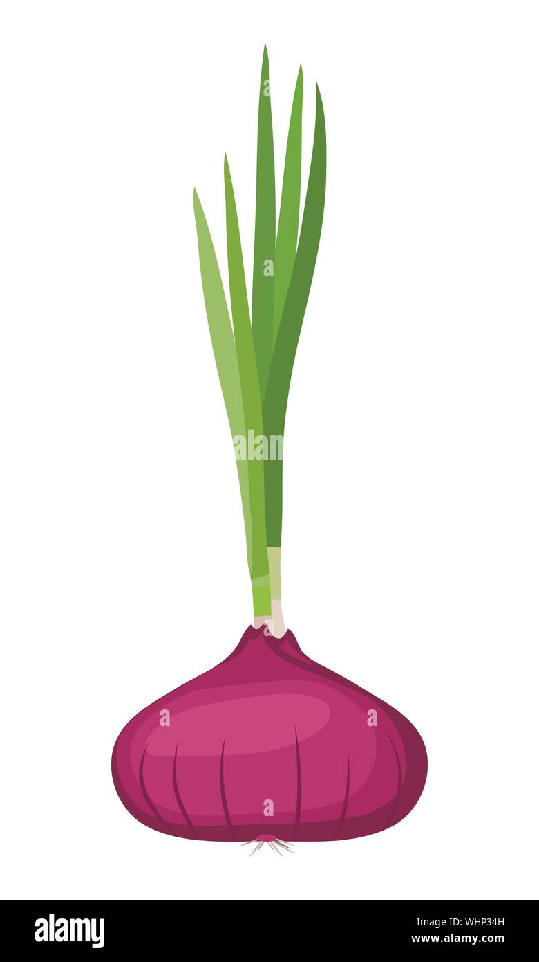 Onion Plant Clipart
