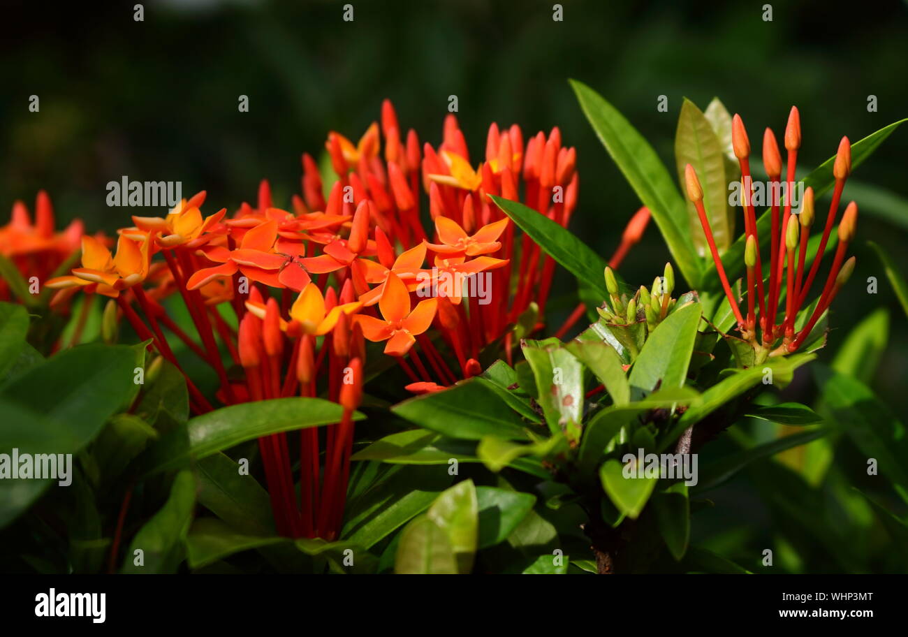 Vibrant orange ixora or west indian jasmine blooming in garden on sunshine day, selective focus Stock Photo