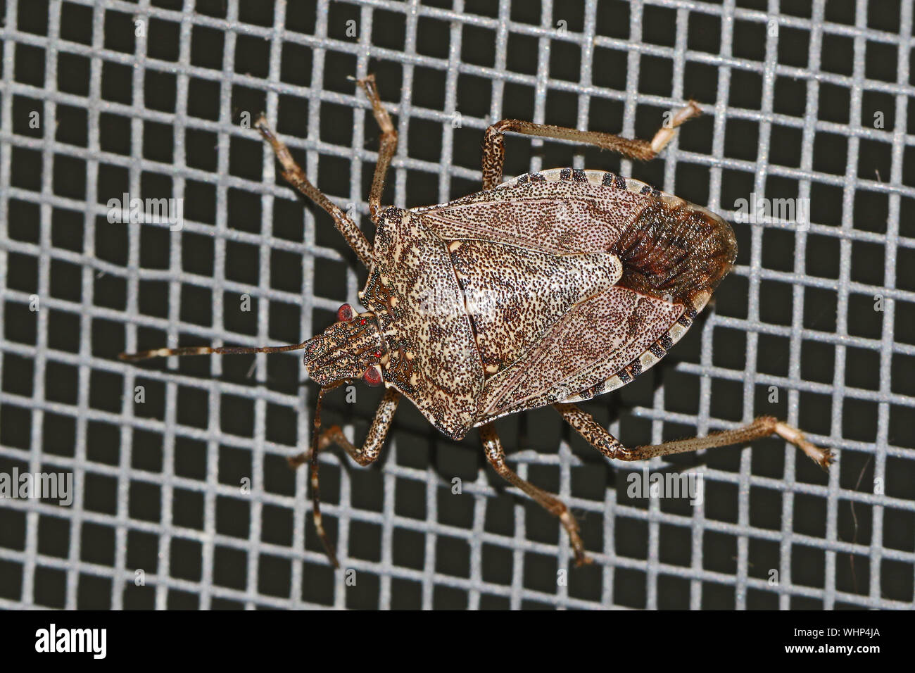brown marmorated stink bug Latin halyomorpha halys from the pentatomidae family on a screen door in Italy a serious pest in Europe and the USA Stock Photo