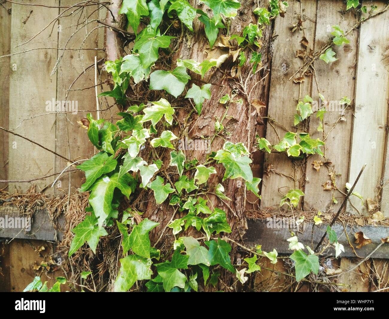 Ivy on wood fence hi-res stock photography and images - Alamy