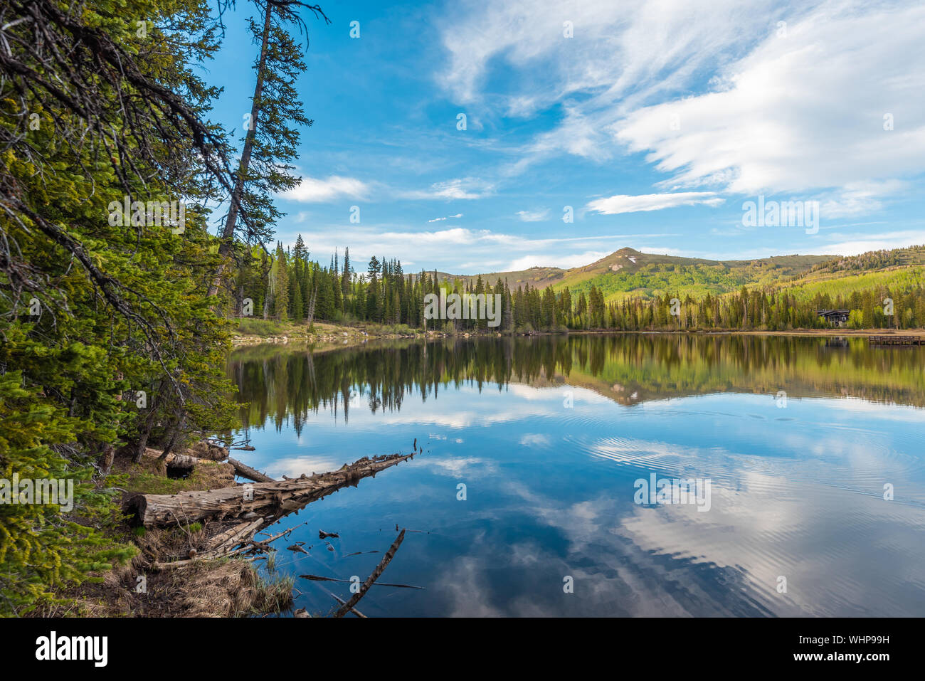 Se Permiten Perros En El Bosque Nacional Uinta Wasatch Cache