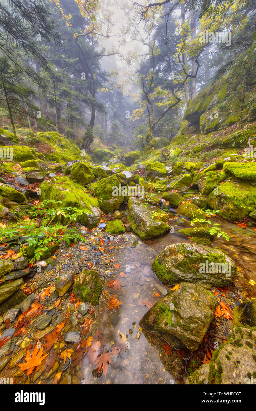 Moist mountain stream forest landscape after rain on peloponnese peninsula in Greece Stock Photo