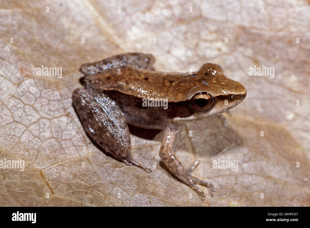 Australian Wood Frog Stock Photo