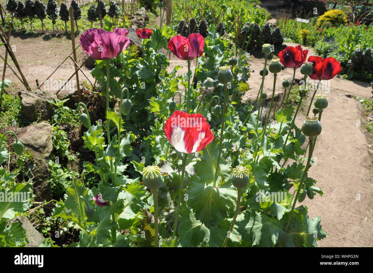 Poppies growing garden hi-res stock photography and images - Alamy
