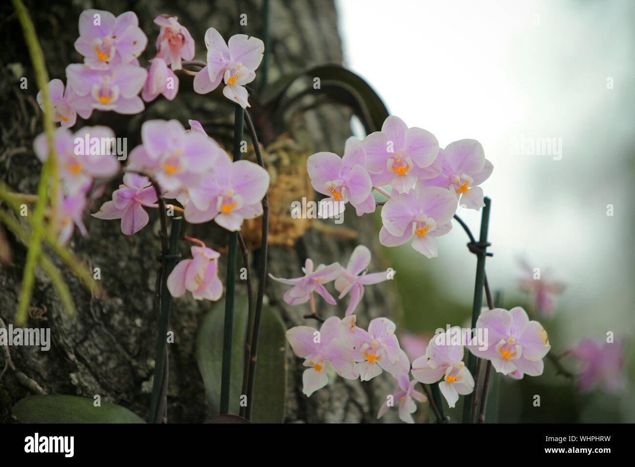 Pink wildflowers hi-res stock photography and images - Alamy