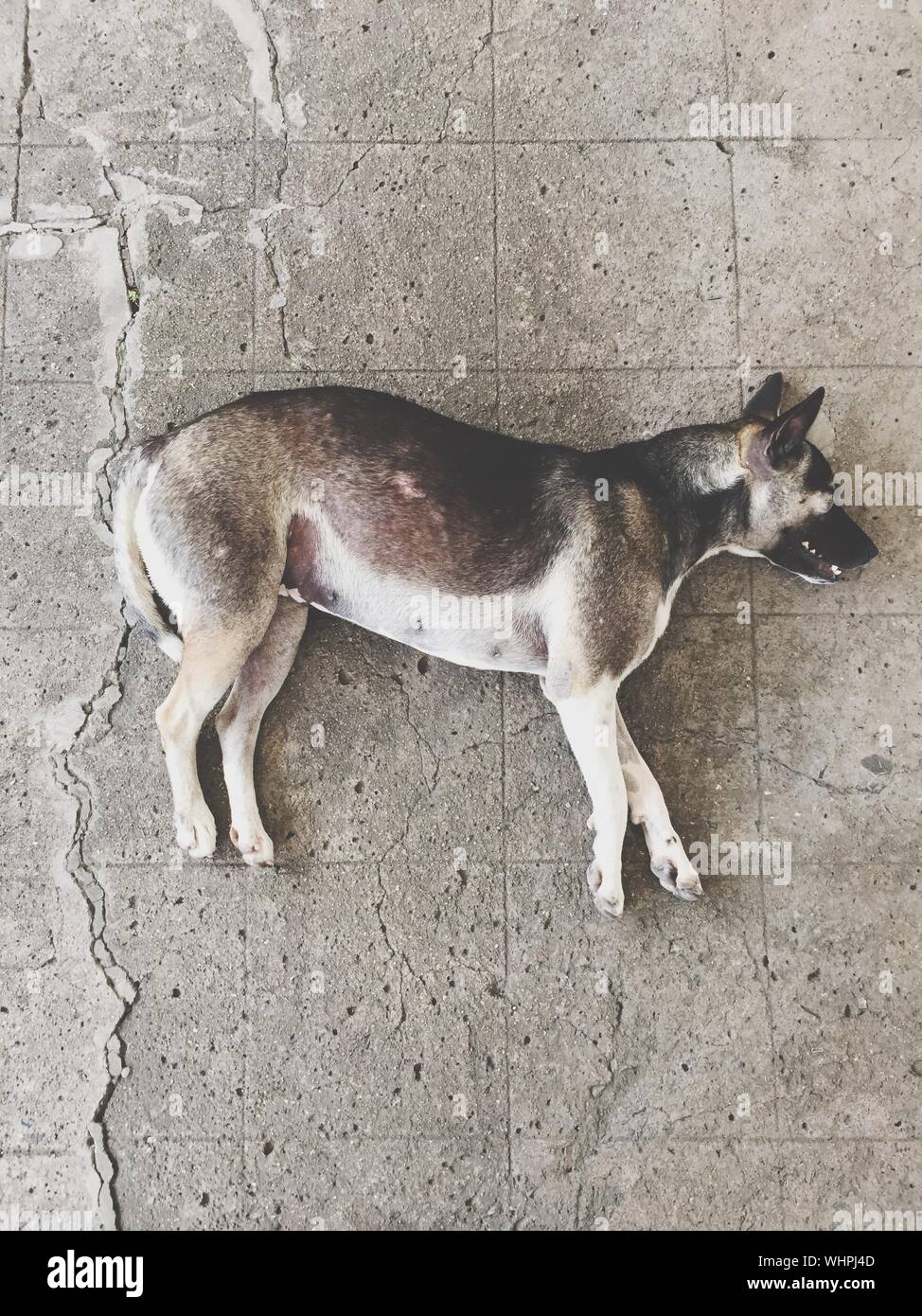 Dead Dog High Resolution Stock Photography and Images Alamy