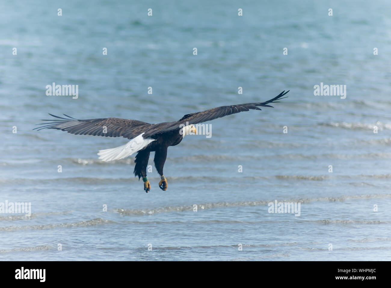 Full Length Of Bald Eagle Flying Over Sea Stock Photo Alamy