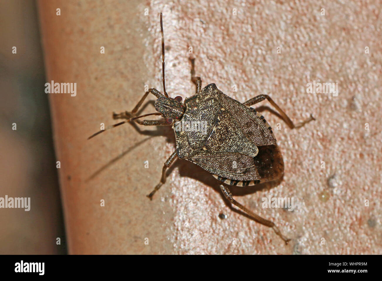 brown marmorated stink bug Latin halyomorpha halys from the pentatomidae family on a tile surface in Italy a serious pest in Europe and the USA Stock Photo