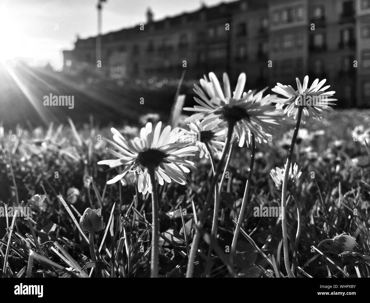 Wildflowers Wildflower Black and White Stock Photos & Images - Alamy