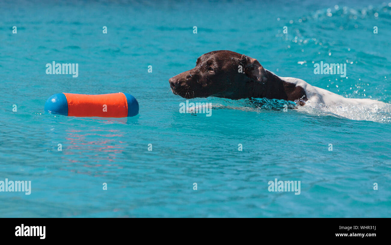 German Short-haired Pointer With Toy In Swimming Pool Stock Photo