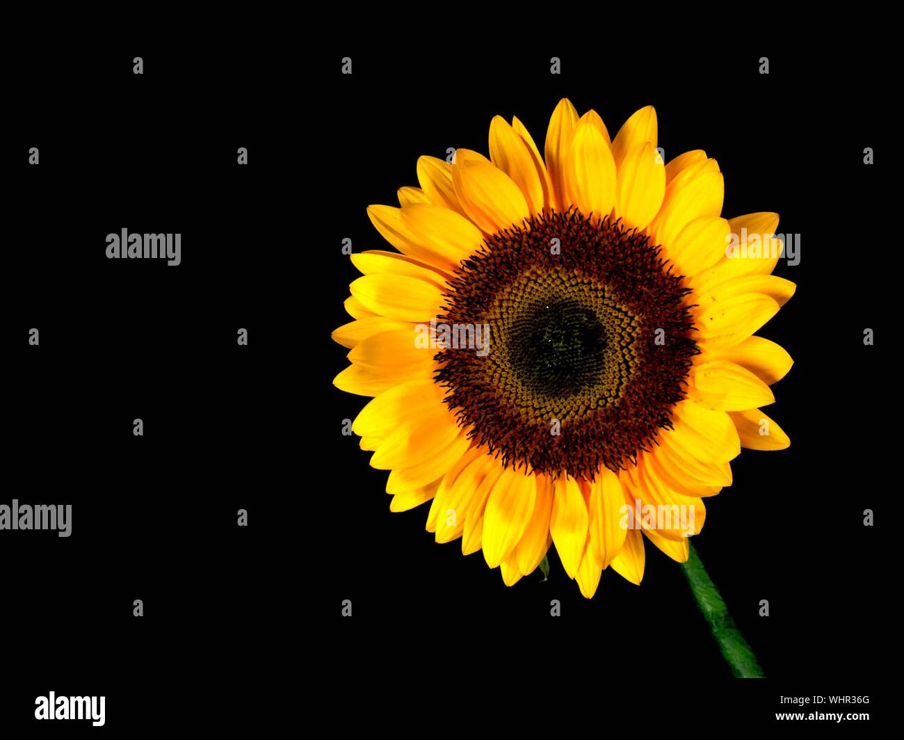 Sunflower black background hi-res stock photography and images - Alamy