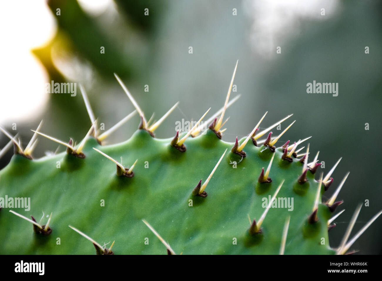 Spiked Cactus High Resolution Stock Photography and Images - Alamy