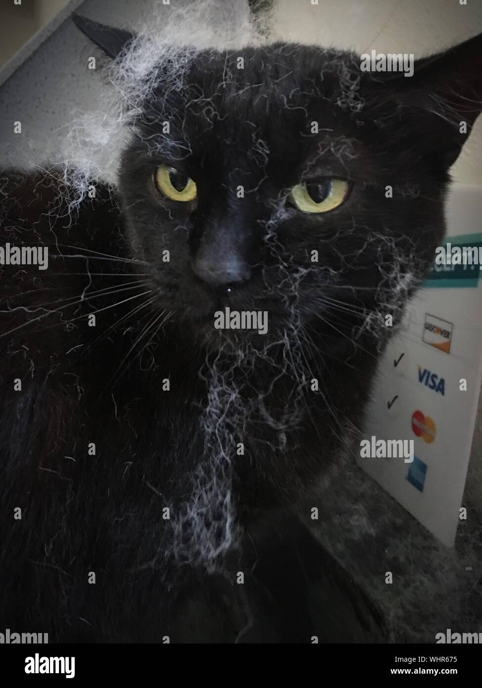 Black Cat Sign High Resolution Stock Photography and Images Alamy