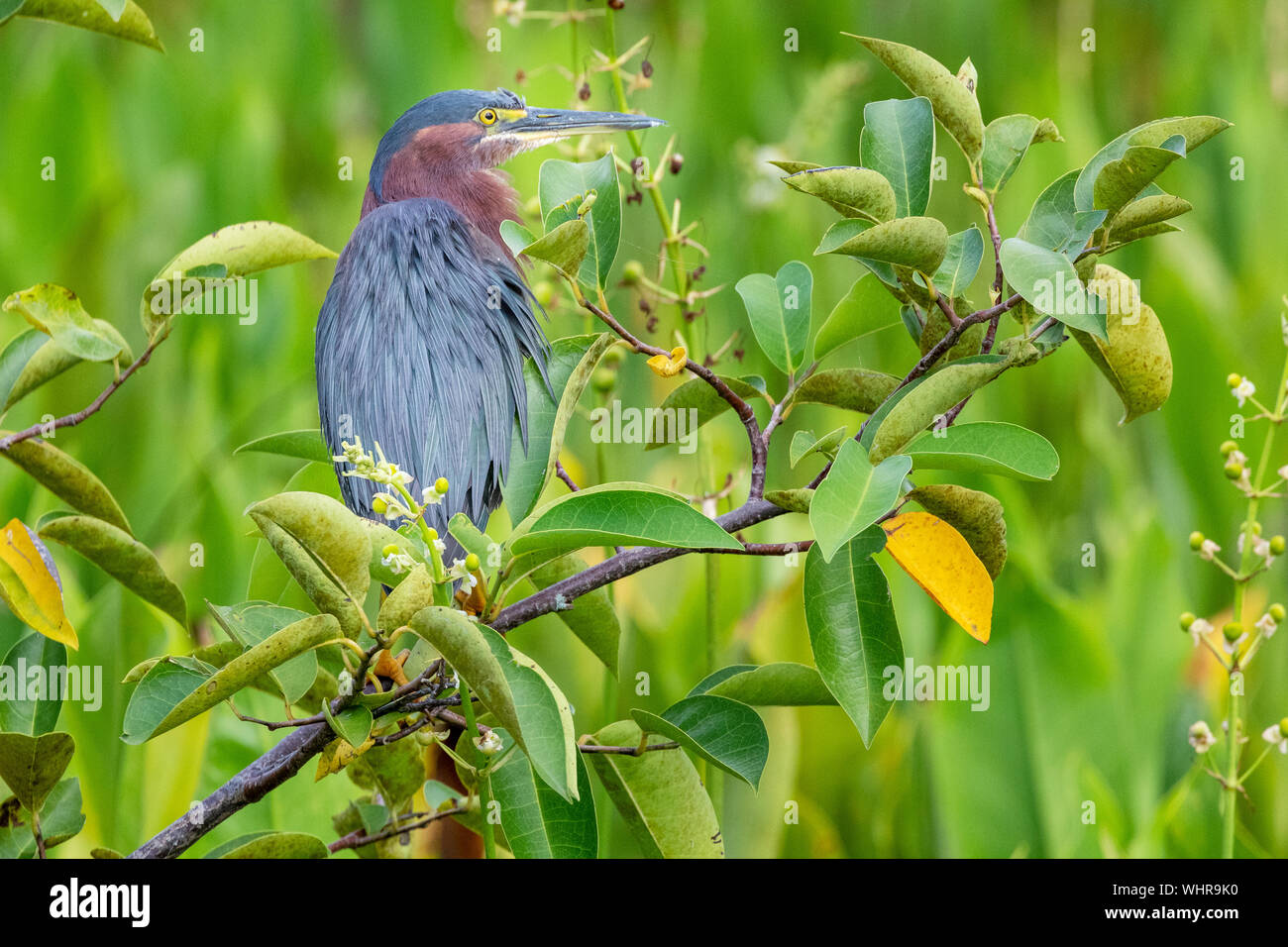 Green Heron Standing on a bush waiting for the hunt Stock Photo